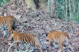 Kemenhut laporkan 2 anak harimau sumatra dalam kondisi baik di Kerinci