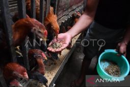 DPKH Kaltim jamin mutu pakan ayam dukung  hilirisasi terintegrasi