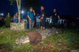 TRC Balai-PK Pontianak amankan buaya 4,5 meter di Sambas