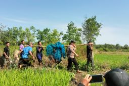 Polsek Banua Lawas dampingi tim BKSDA evakuasi orang utan di Desa Habau
