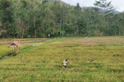 Belasan hektare sawah di Tulungagung terdampak kekeringan