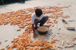 Hingga Juni.2026, produksi palawija di Lebak capai 7.039 ton