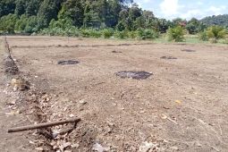 Kemarau panjang, 386 hektare lahan sawah di Aceh Jaya alami kekeringan
