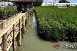 Pemprov Gorontalo terapkan PMAAS untuk produktivitas padi 10 ton
