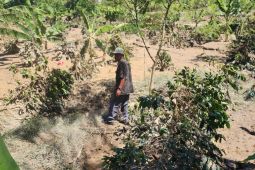 Pemerintah rehab 8.486 Ha lahan kopi terdampak bencana di Aceh Tengah