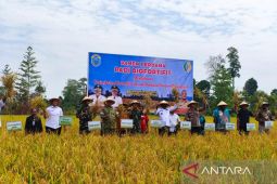 Nabire kembangkan padi biofortifit dukung ketahanan pangan