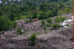 BBKSDA Riau pantau keberadaan harimau Sumatra lewat kamera jebak di Inderagiri Hilir