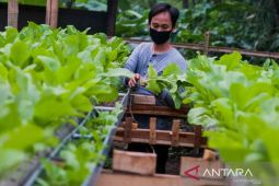Pemkot Cimahi perkuat ketersediaan pangan lewat urban farming saat kemarau