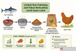 Peneliti UNG: Tepung ikan cakalang potensial tingkatkan produksi ayam
