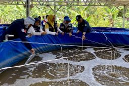 KKP kembangkan budi daya ikan tematik untuk pasok program MBG