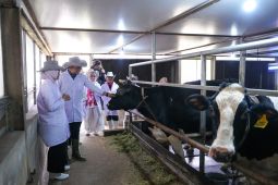 Kloning sapi dan masa depan daging nasional