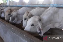 Karantina Babel pastikan kesehatan 31.527 sapi dan kambing