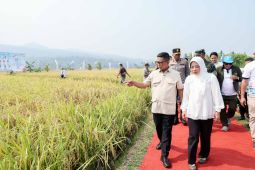 Padi organik PS-08 dukung Banten jadi lumbung pangan nasional