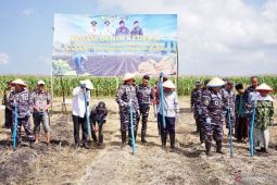 Pemkab Banyuwangi dan TNI AL perluas lahan pertanian kedelai