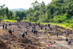 Otorita telah tanam lima juta pohon restorasi kawasan IKN