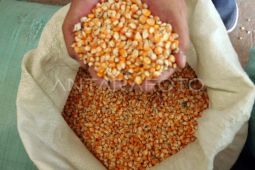 Bulog Sumut serap 4.009 ton jagung pipil dari petani hingga Juli 2026