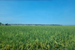 DKPP Serang gencarkan Gerdal untuk atasi hama sawah saat kemarau