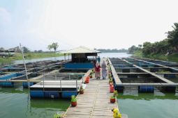 Pemkot Tangerang apresiasi panen ikan di kampung keramba