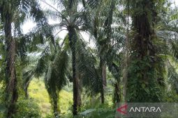 Pemkab Bengkulu Tengah usulkan 212 hektare program replanting sawit