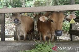 Kaltim pacu transformasi peternakan modern guna sokong pangan IKN