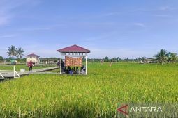 DPTPH Kaltim perkuat sinergi antarsektor susun peta ketahanan pangan