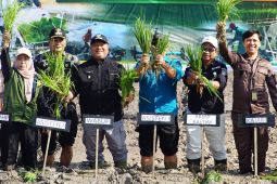 Berau cetak 2.000 hektare sawah untuk perkuat ketahanan pangan