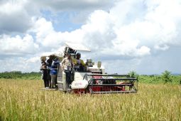 Program cetak sawah di Kabupaten Berau hasilkan 5 ton gabah per hektare