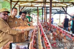 Pemkot Sorong berdayakan peternak OAP pasok telur program MBG