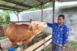 Disnak Kota Sorong beri bantuan 19 ekor sapi kepada peternak OAP