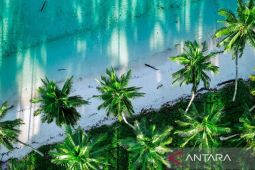 Potensi komoditas kelapa dalam Berau janjikan iklim investasi baru