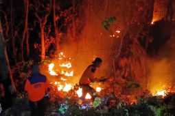 BPBD sebut karhutla perbatasan Situbondo-Bondowoso capai 4 hektare pada Minggu