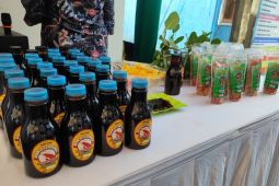 Buah mangrove jadi cuan