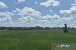 Tanjabtim pastikan 3.771 ha padi aman dari kekeringan