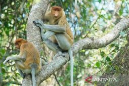 ULM dan NTU Singapura jajaki kolaborasi riset konservasi bekantan di Pulau Curiak
