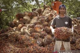 Harga tandan buah sawit di Kaltim periode II Juli naik jadi Rp3.528 per kg