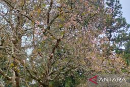 Kebun Raya Cibodas sebut Bunga sakura koleksinya mulai mekar