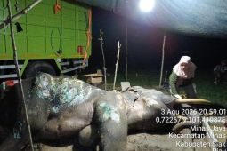 Jovi, seekor gajah berusia 46 tahun binaan PLG Minas mati akibat komplikasi
