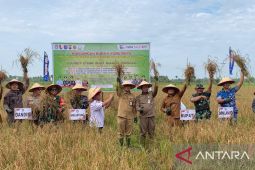 Nilai tukar petani Kalbar naik pada Juli tahun 2026
