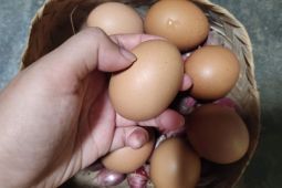 Telur retak masih aman dimakan? Ini penjelasan ahli