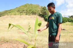 Gorontalo siapkan 10 ribu hektar tanam kelapa dukung hilirisasi