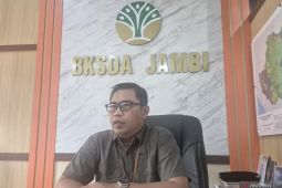 BKSDA Jambi ajak elemen masyarakat jaga kelestarian gajah sumatra