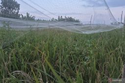 Petani Kota Jambi tunda masa tanam sawah tadah hujan karena pasokan air tiada