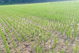 Distan Lebak dorong petani ikut asuransi guna hadapi risiko kemarau panjang
