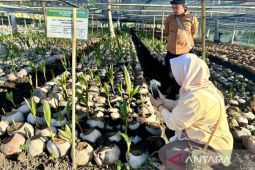 BBPPTP Ambon pastikan mutu benih kelapa untuk petani Gorontalo