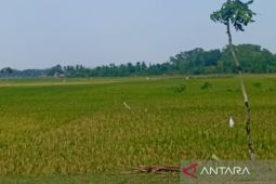 Swasembada pangan serta SDM unggul