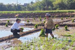 Mentan Amran tinjau sawah dan berikan traktor ke petani di Semarang