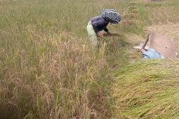 Petani Lebak panen lebih awal agar tetap menghasilkan