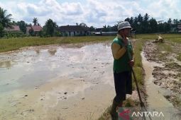 Tingkat pengangguran di Kaltim turun berkat serapan sektor pertanian