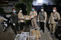 Karantina Bali gagalkan penyelundupan burung ilegal dari NTB