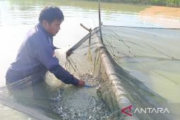 Pemprov Kaltim dan Jateng perluas jangkauan pasar digital bagi produk olahan ikan